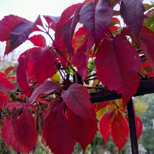 Photo #14090288