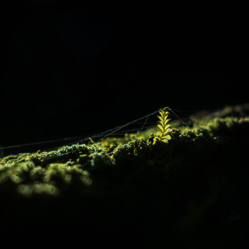 Photo #14090415