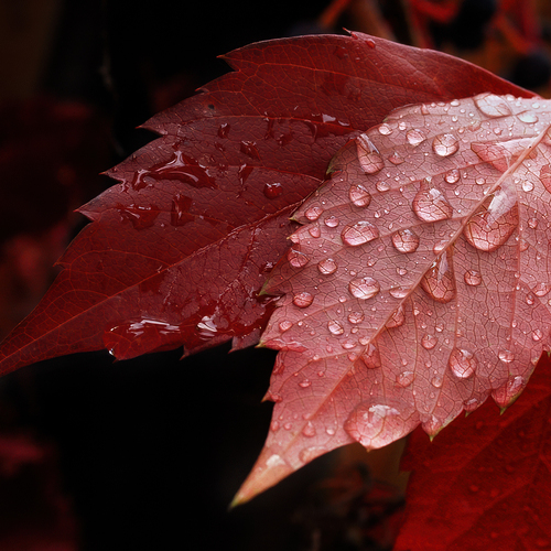 Photo #14090484