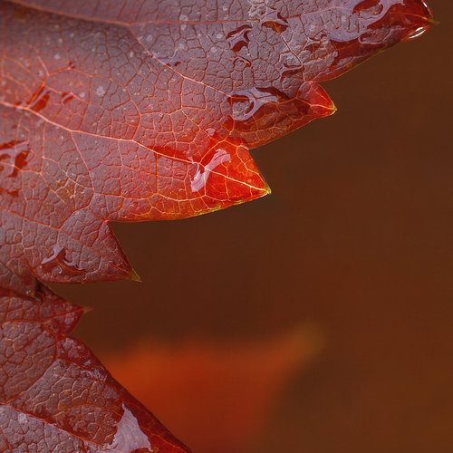 Photo #14090485