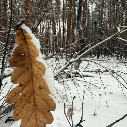 Photo #14090679