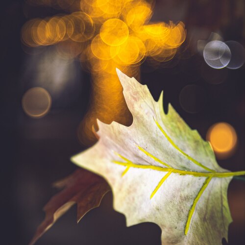 Photo #14090848