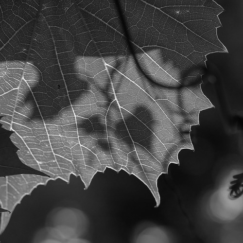Photo #14091109