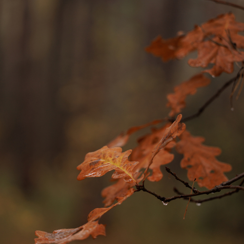 Photo #14091215