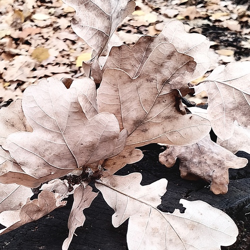Photo #14091239