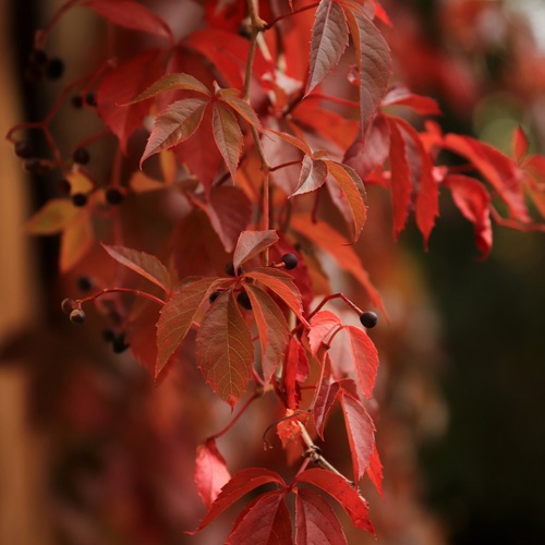 Photo #14091764