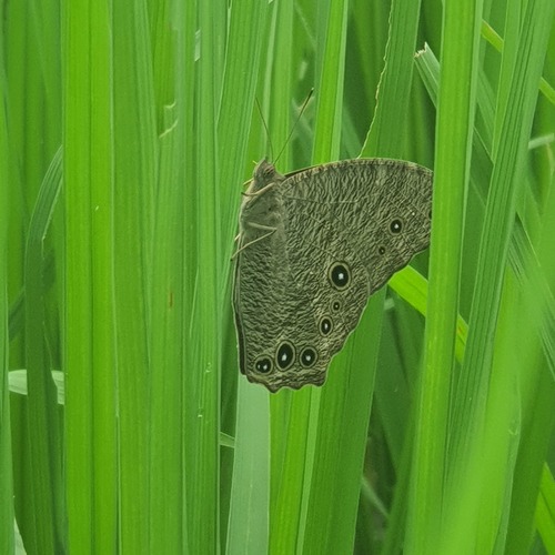 Photo #14092047