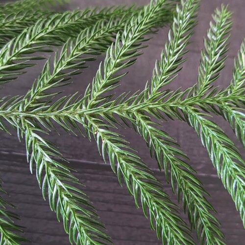 Araucaria heterophylla