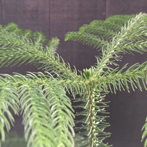 Araucaria heterophylla