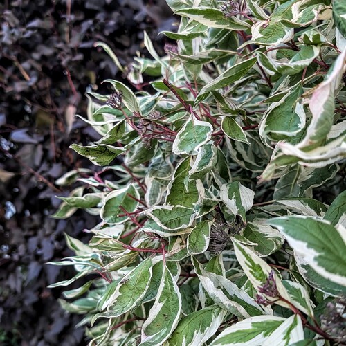 Photo #14092419