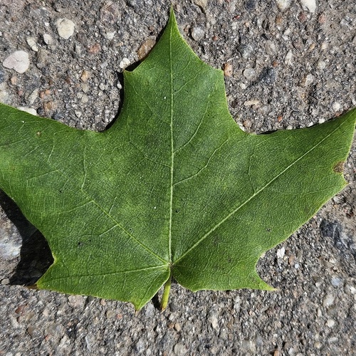 Photo #14092635
