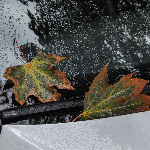 Photo #14092961