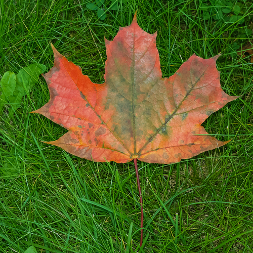 A maple leaf on the grass