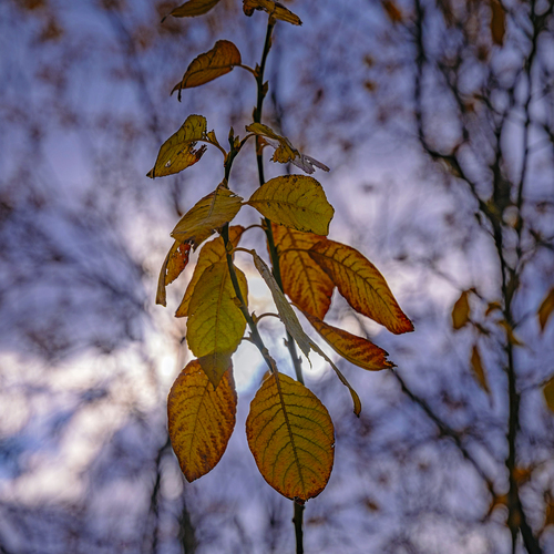 Photo #14093127