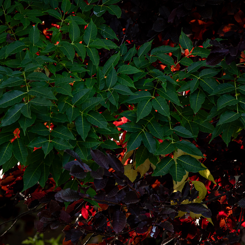 Photo #14093283