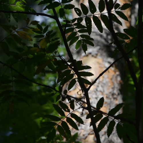 Photo #14093309