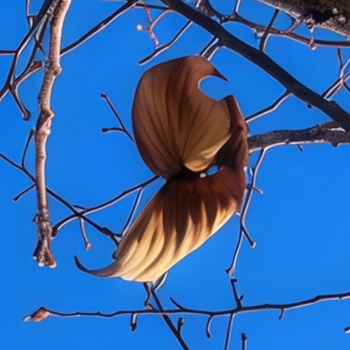 Between Winter and Wings