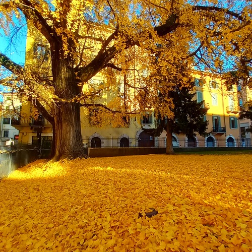 The Golden Sleep of the Earth