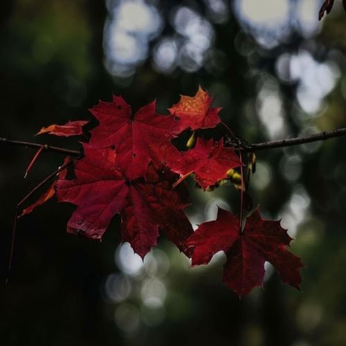 Photo #14093373