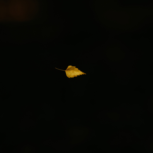 Photo #14093904