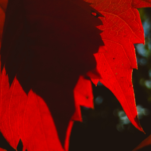 Photo #14094071