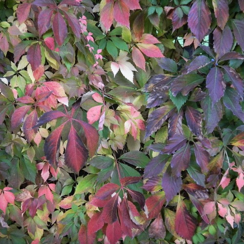 Photo #14094115