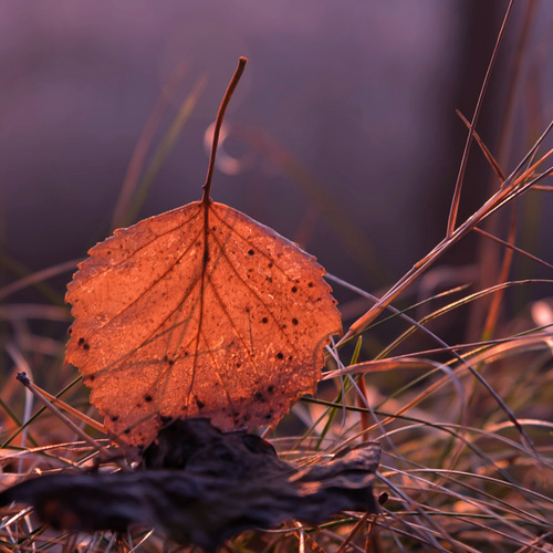 Photo #14094184