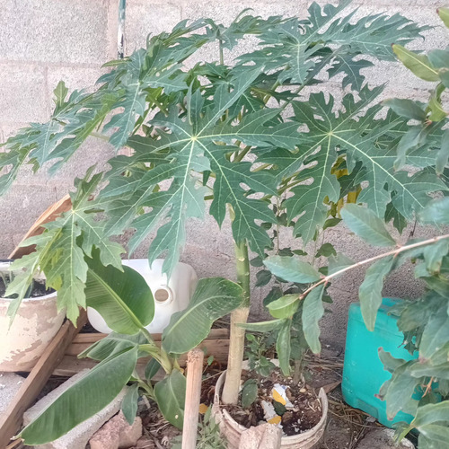 Papaya tropical plant