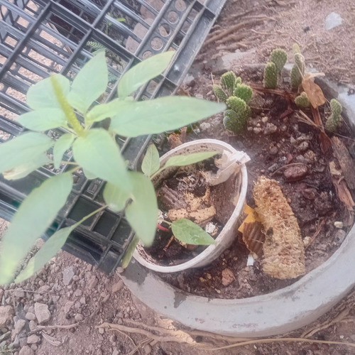 Buganbilia plant