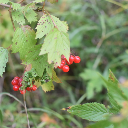 Photo #14094294