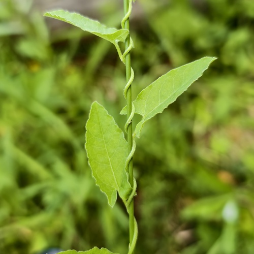 Photo #14094471