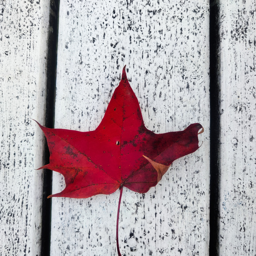 Photo #14094491