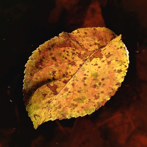 Photo #14094806