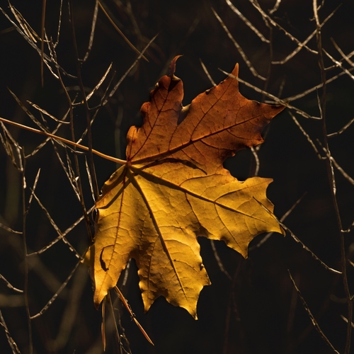Photo #14095053