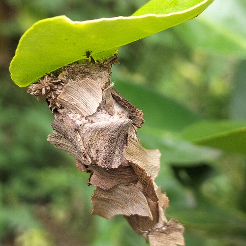 Dryed and Fresh Leaf