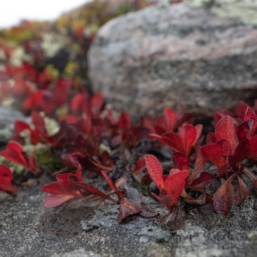 Photo #14095270