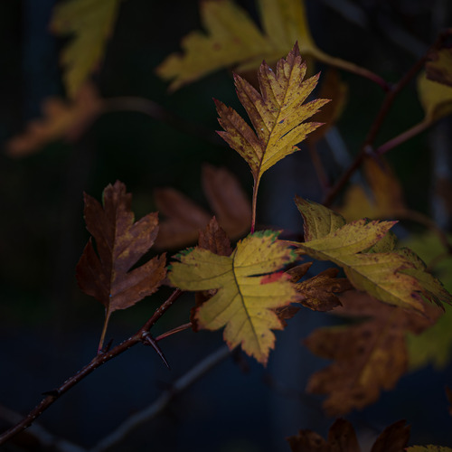 Photo #14095302