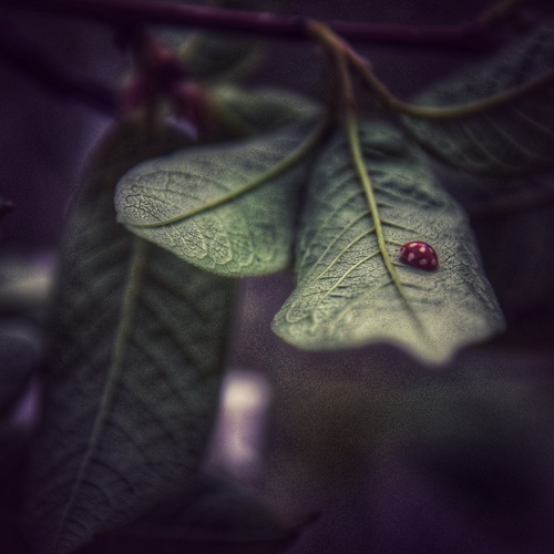 Фотография #14095415