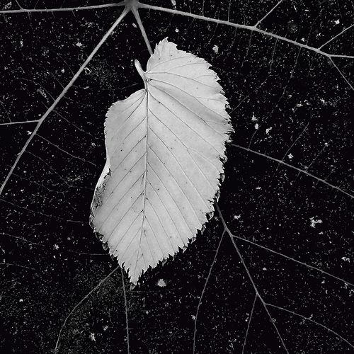 Photo #14095448