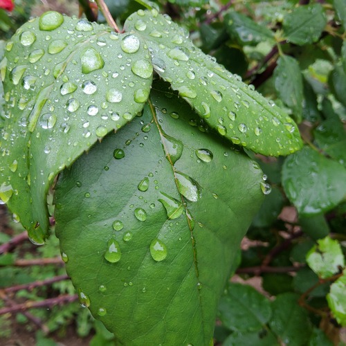 Photo #14096455