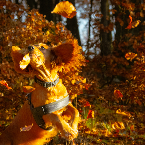 Catching Autumn