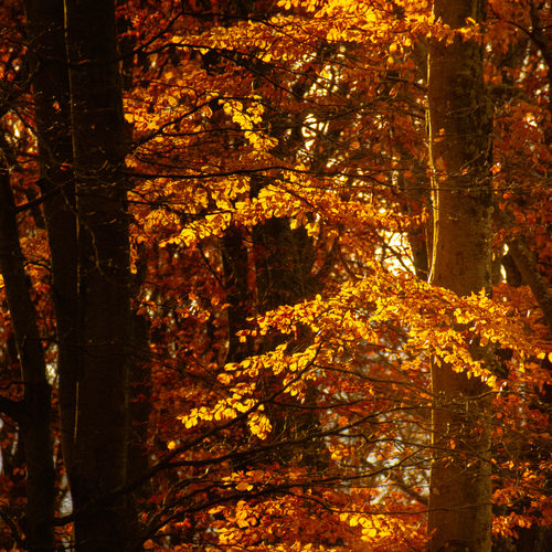 Autumn Aflame
