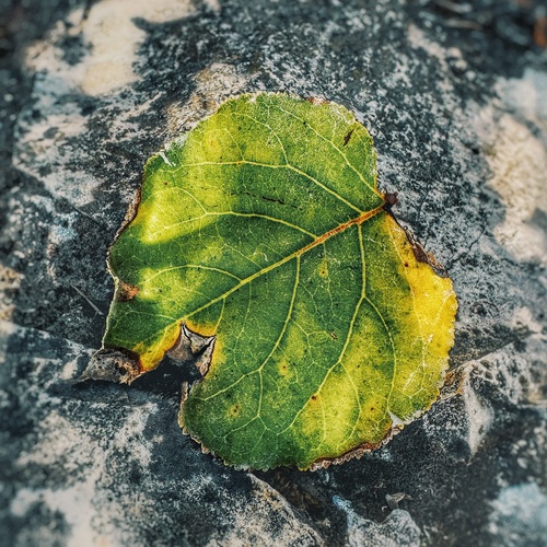 Photo #14097181
