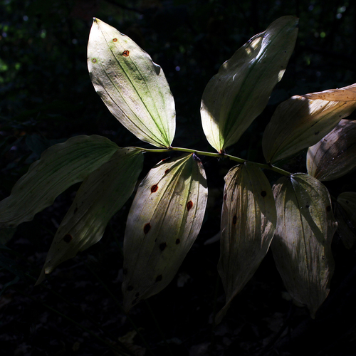 Photo #14097764