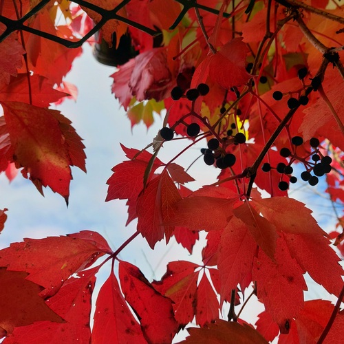 Photo #14098020