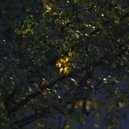 Photo #14098447