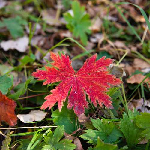 Photo #14098520