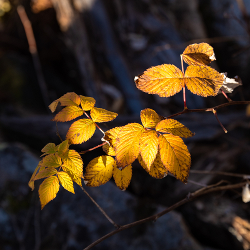 Photo #14098521