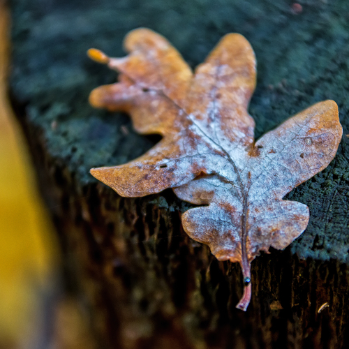 Photo #14098834