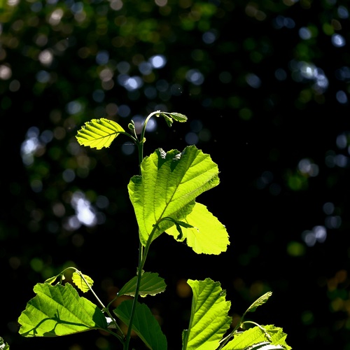 Photo #14099288